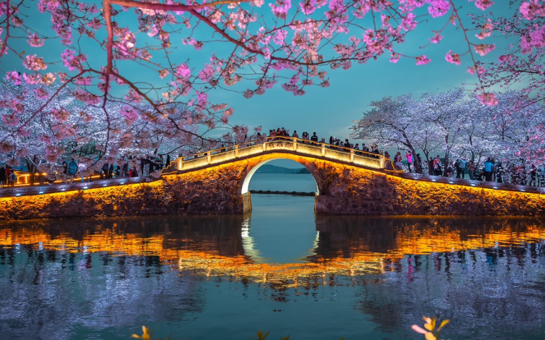 鼋头渚长春桥夜樱