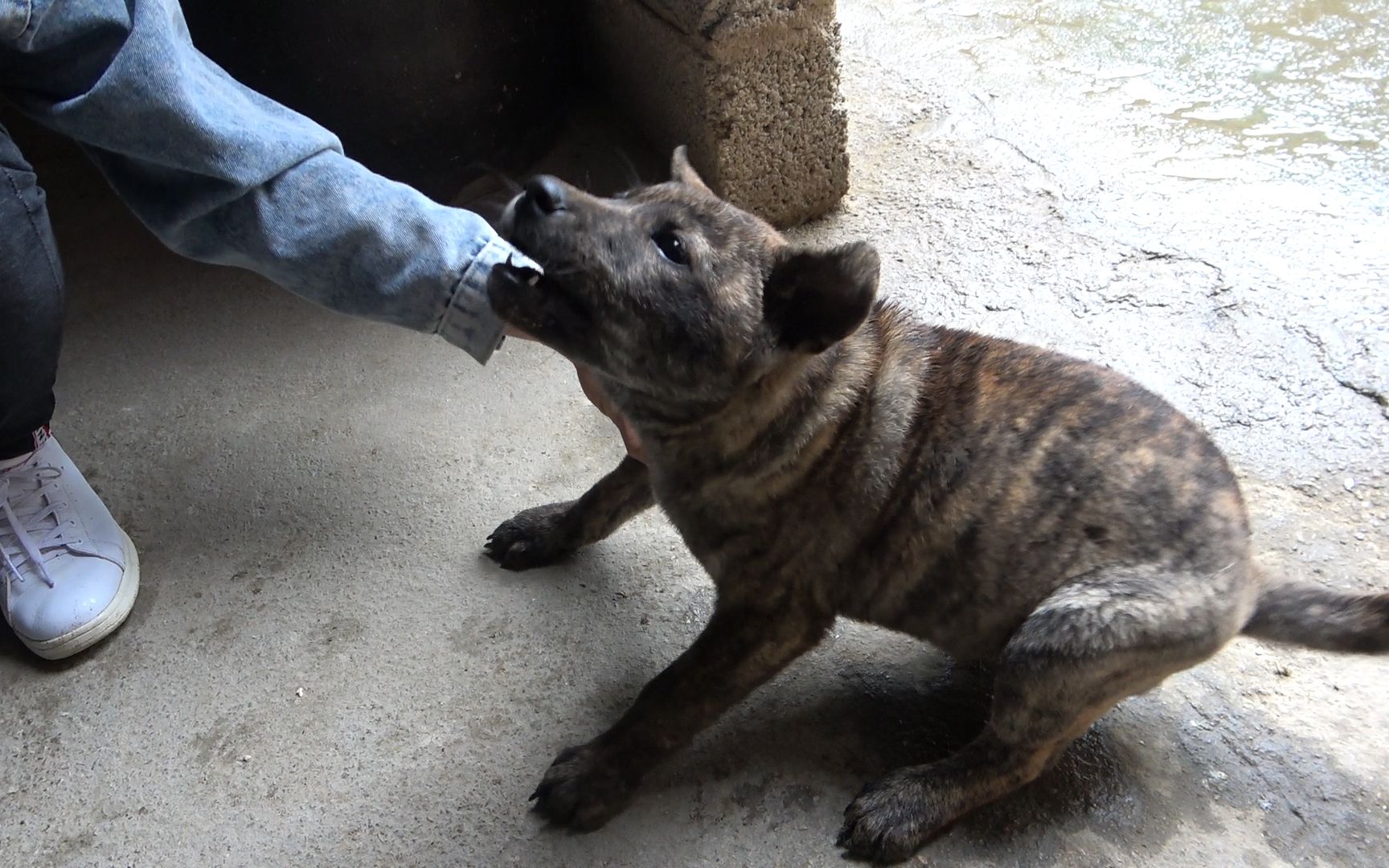 不到三個月大的虎斑犬13斤多重會打獵這就是極品虎斑土獵犬