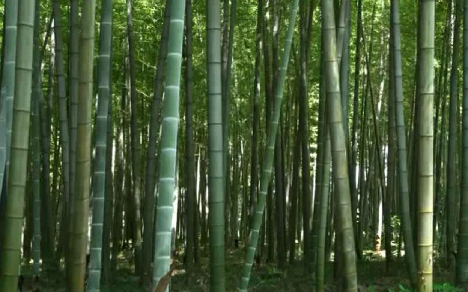 [图]王俊雄 - 山野幽居