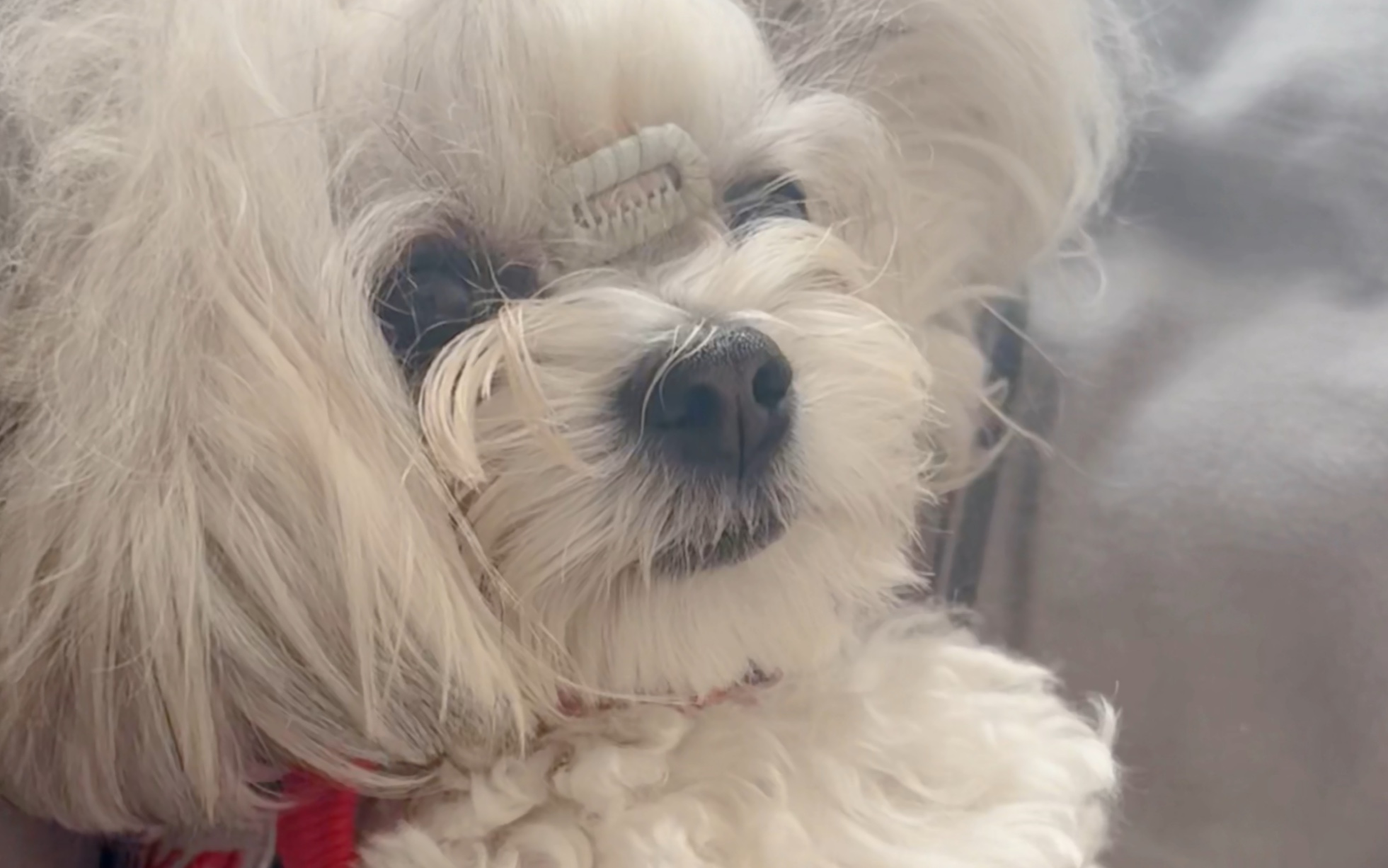 今天是个扎独角辫的小狗呀