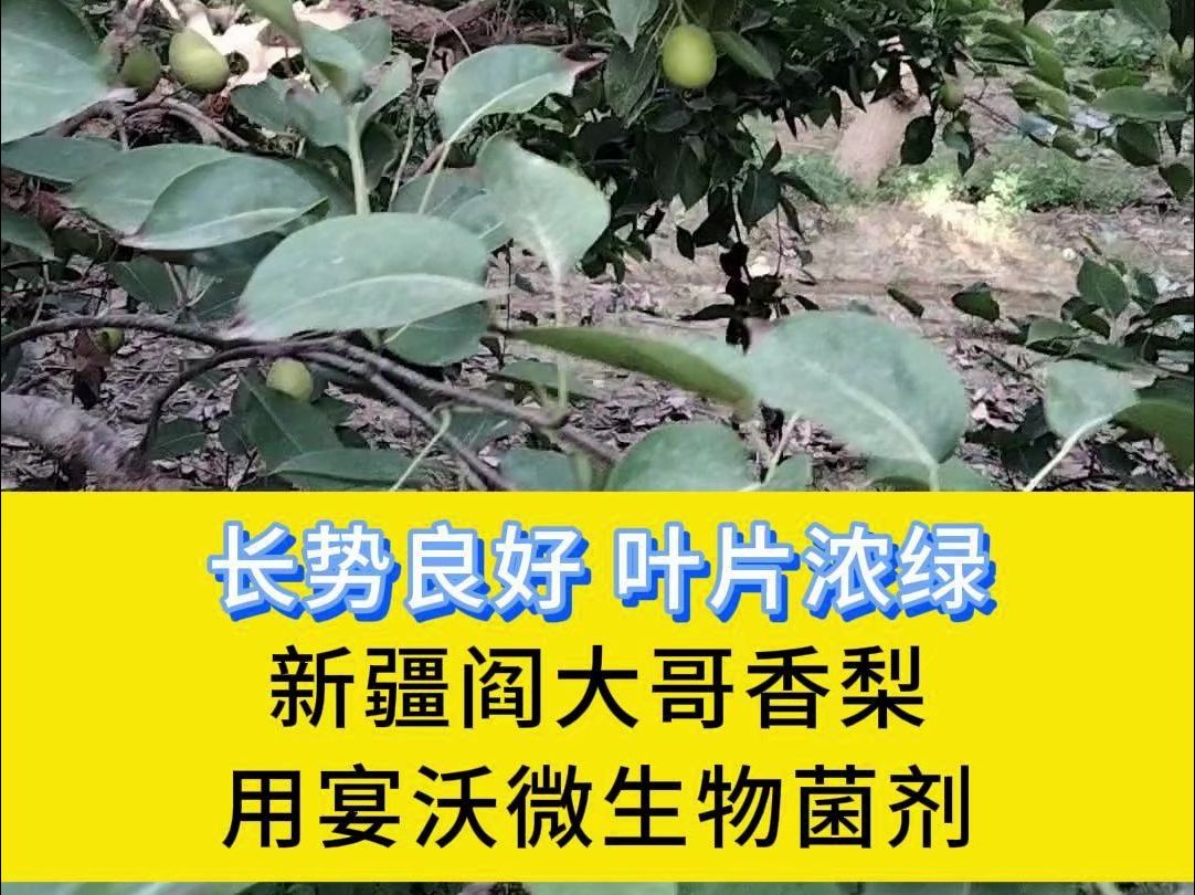 微生物菌剂新疆阎大哥香梨,用里贝里宴沃配餐水溶肥,树势健康、长势良好、叶片浓绿柔软哔哩哔哩bilibili