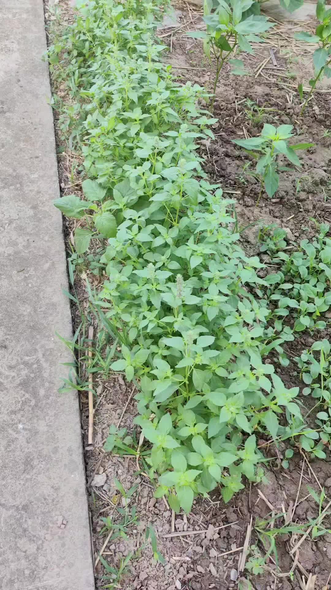 荆芥真实图片