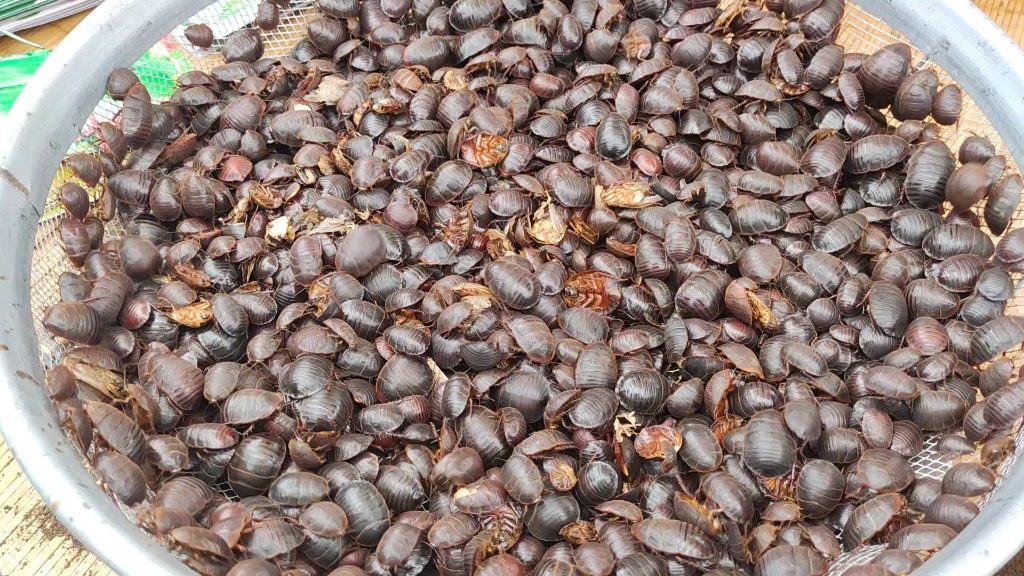 土元即地鳖,也叫地鳖虫,土鳖,过街,地乌龟,节节虫