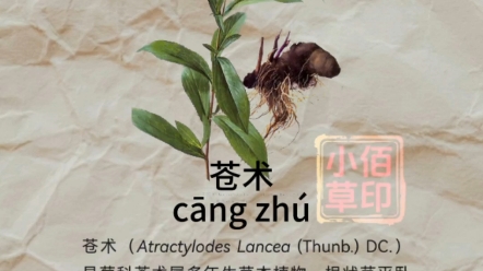 苍术别名众多:枪头菜,山精,赤术,马蓟,青术,仙术等.