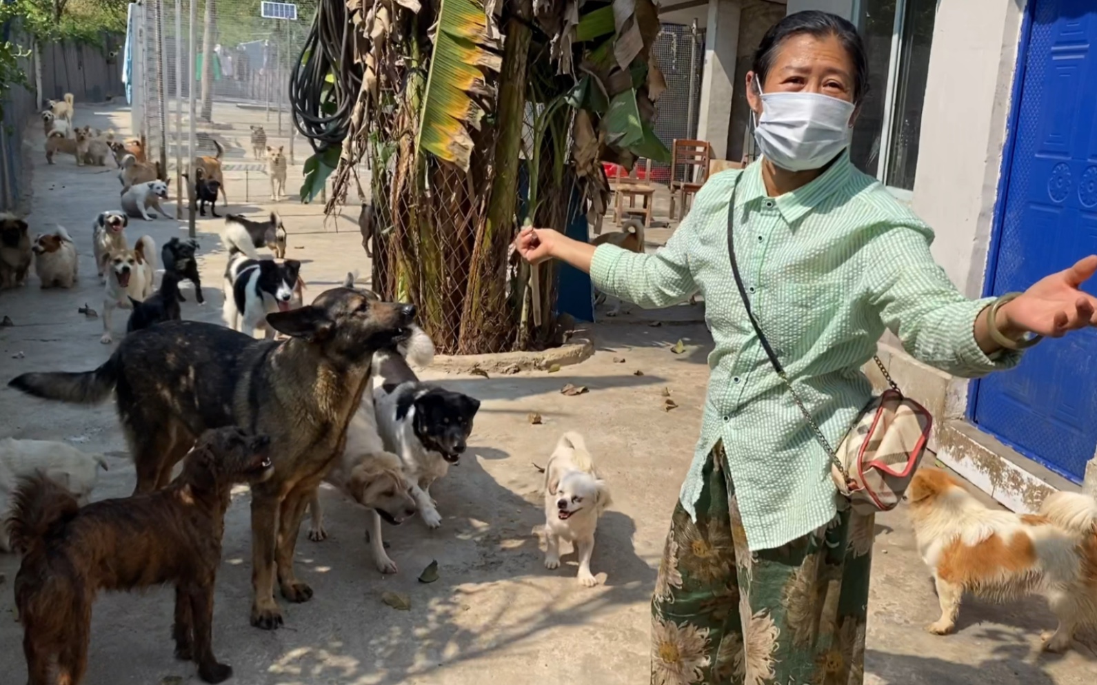 照顾两百多只流浪狗的阿姨:基地又收养了一百五十多只流浪狗,一下子就要把基地拖垮了,单医药费就欠了十几万哔哩哔哩bilibili