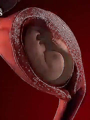 从怀孕到出生的过程生命真的很神奇