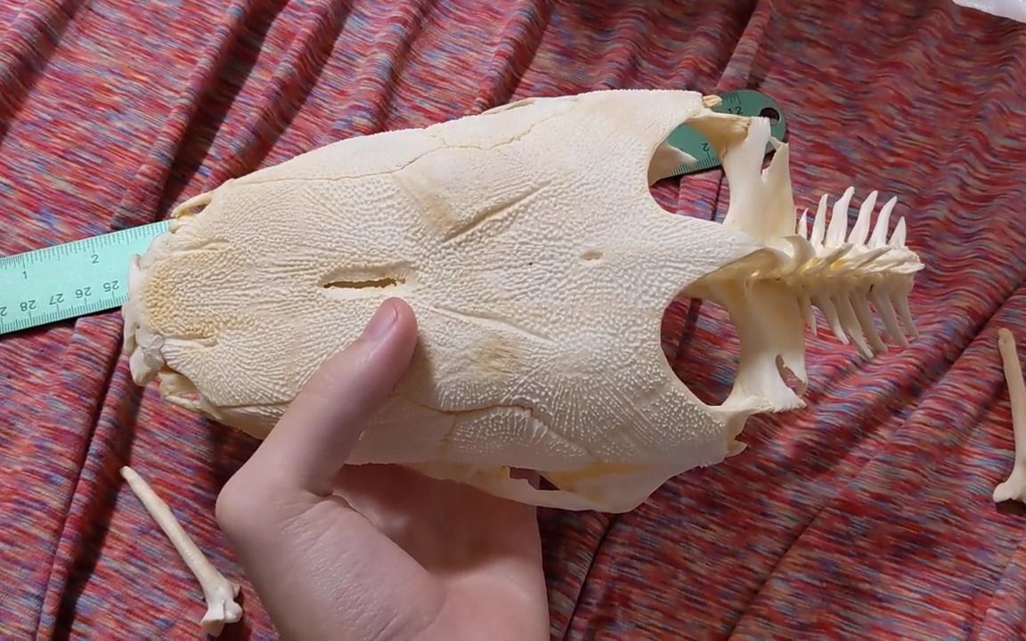 动物头骨-鱼类-埃及胡子鲶