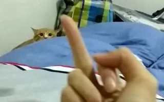 中指猫_ 搜索结果_哔哩哔哩_Bilibili - 猫 中指