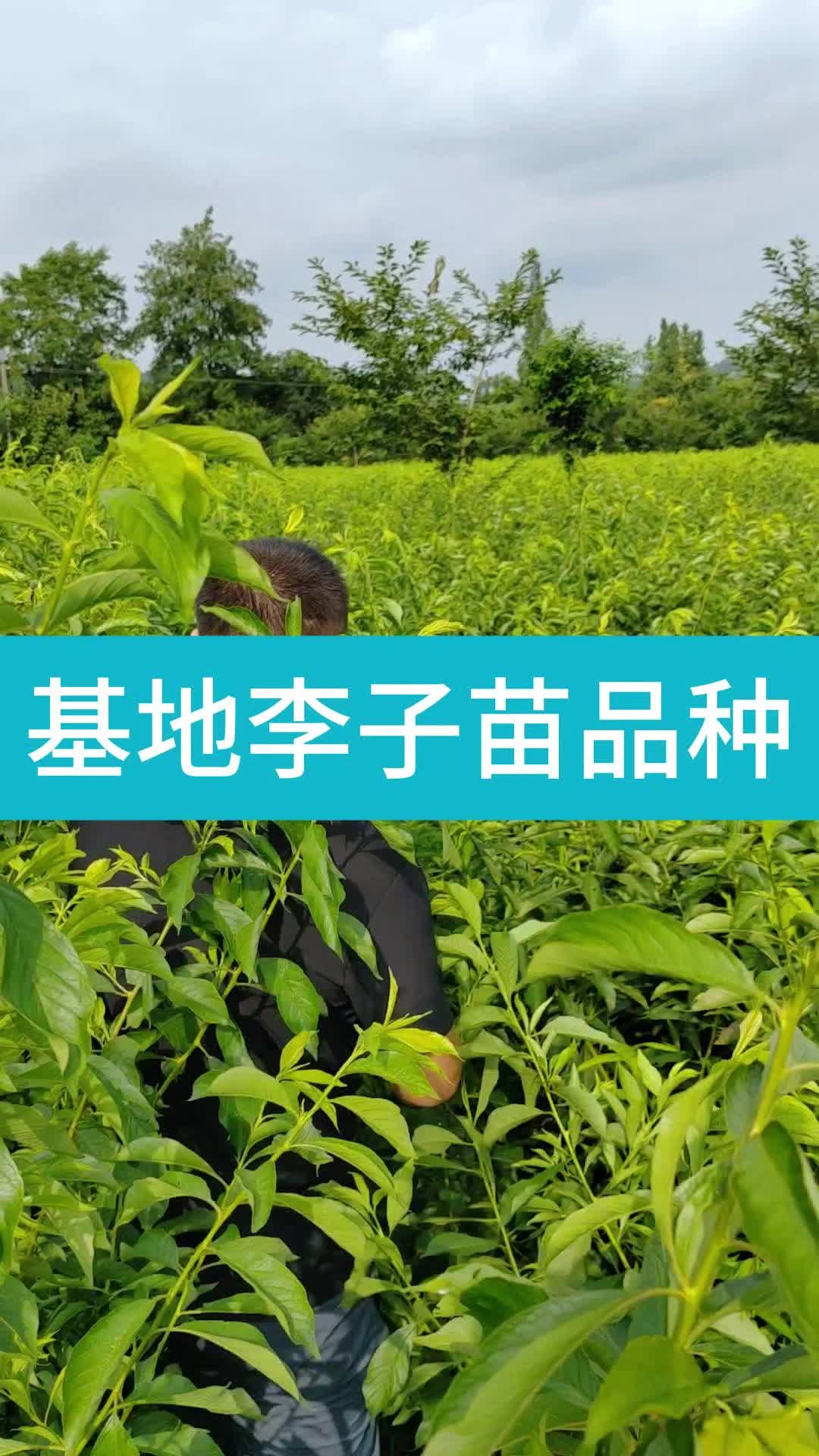 基地李子苗品种