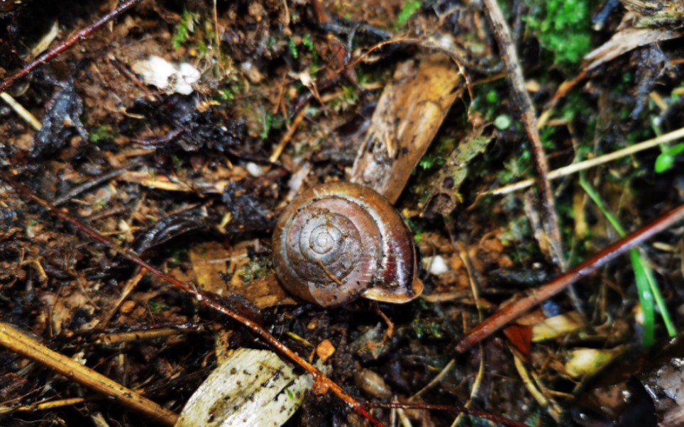 红带坚螺camaena haematozona活体珍贵的影像记录