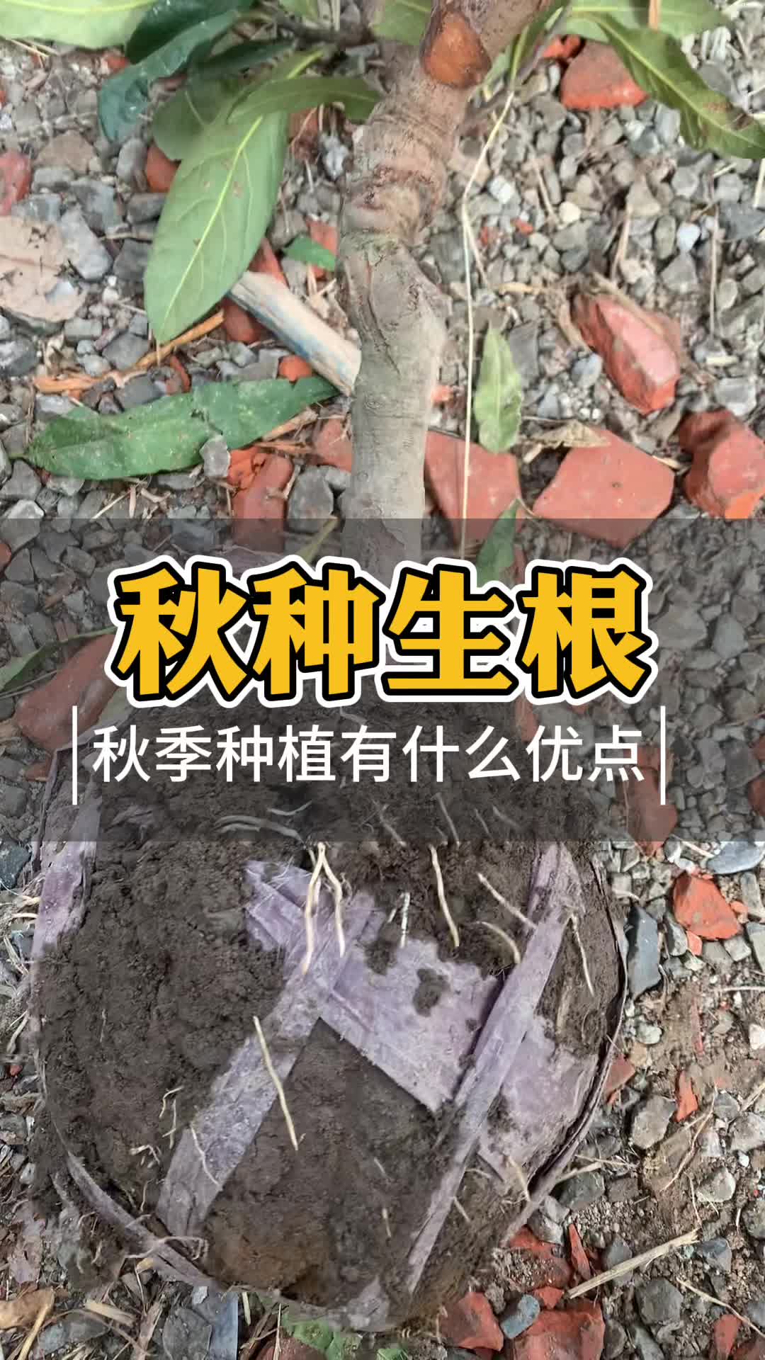 南方秋季种植果树有什么优点哔哩哔哩bilibili