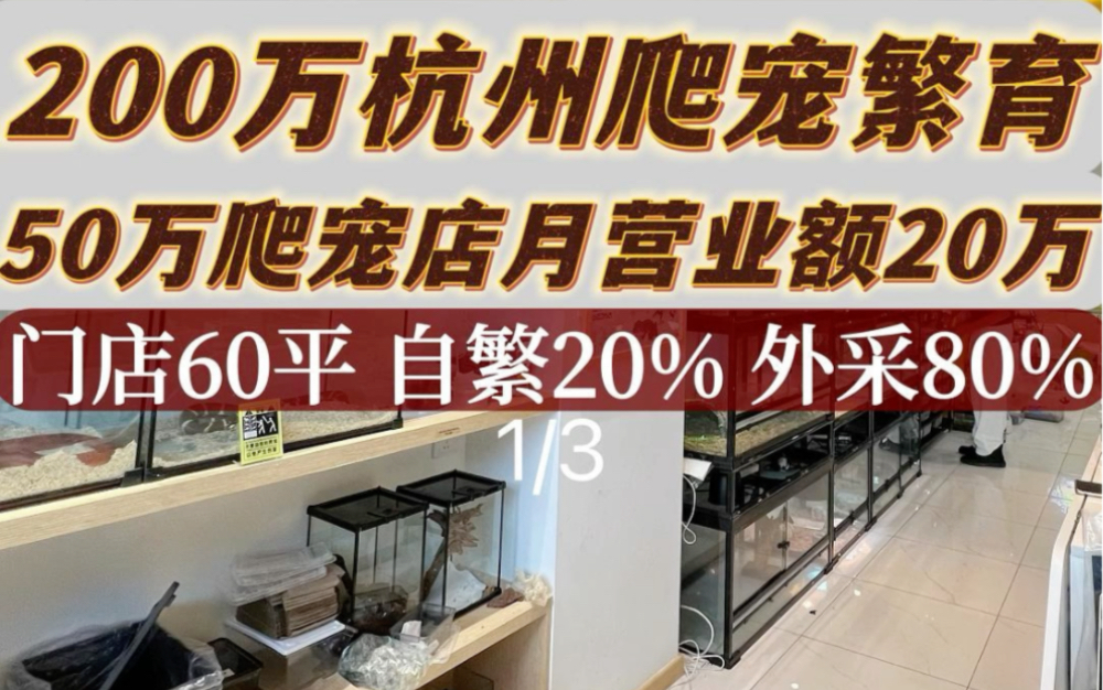 200万杭州爬宠繁育 50万爬宠店月营业额20万 第一集哔哩哔哩bilibili