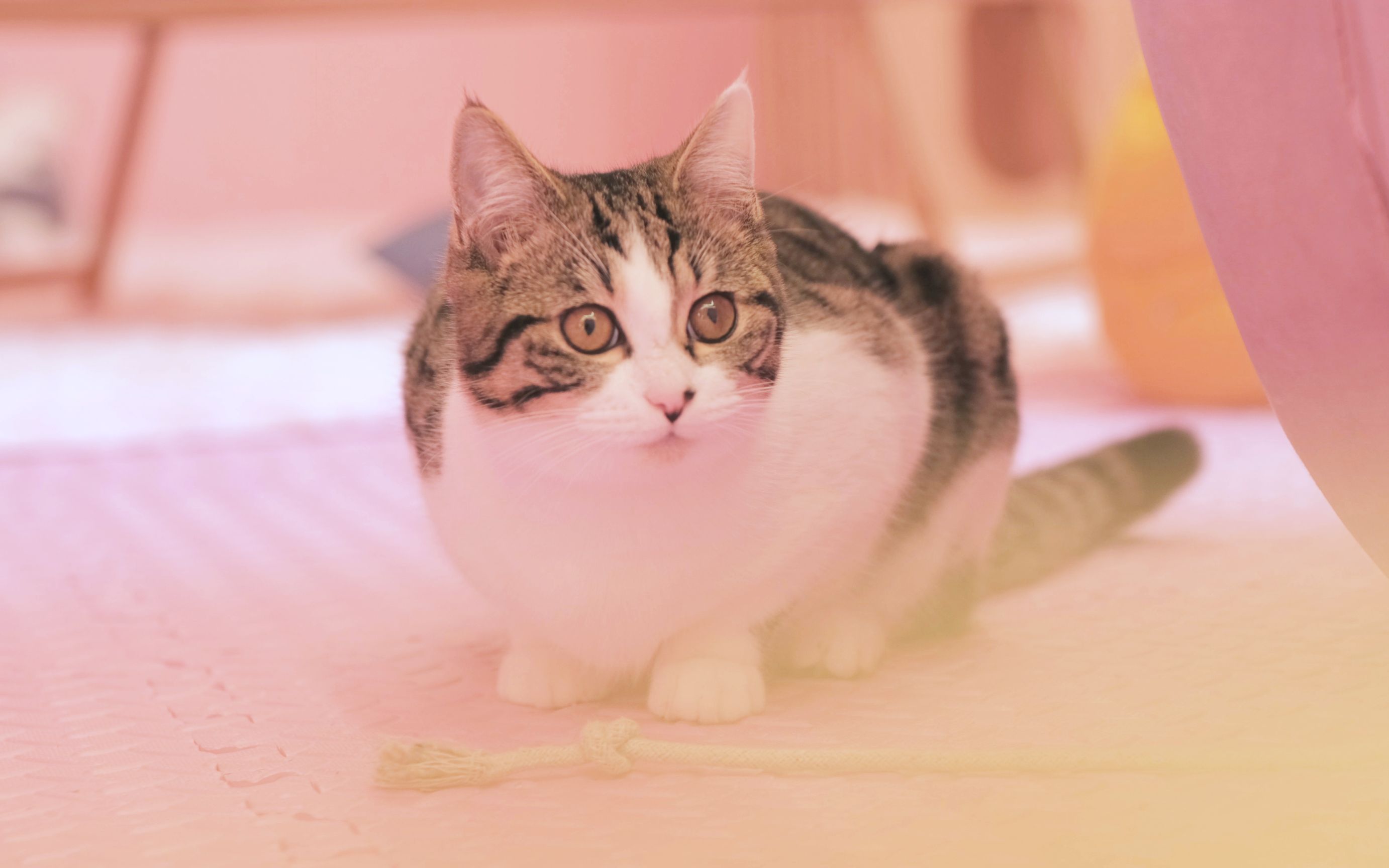 你竟在b站偷看小猫咪 (2307ω`23)?