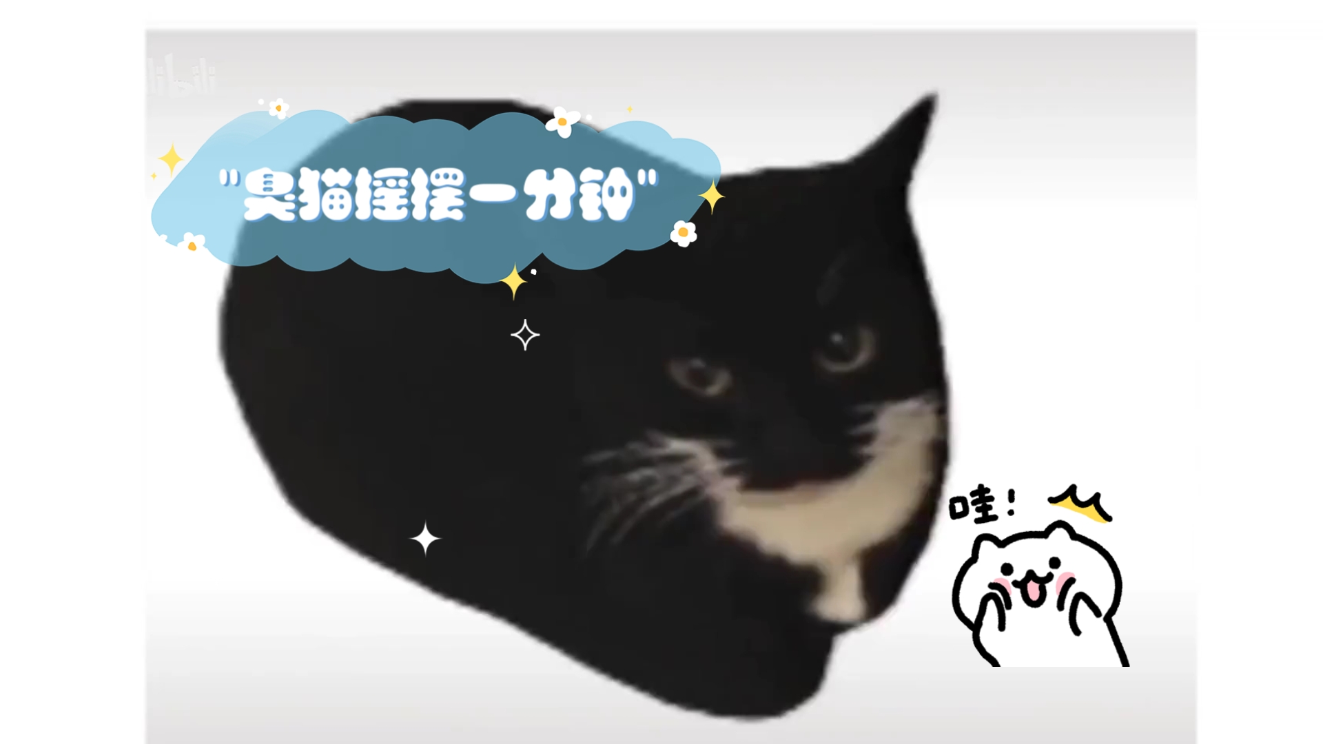 臭猫摇摆一分钟