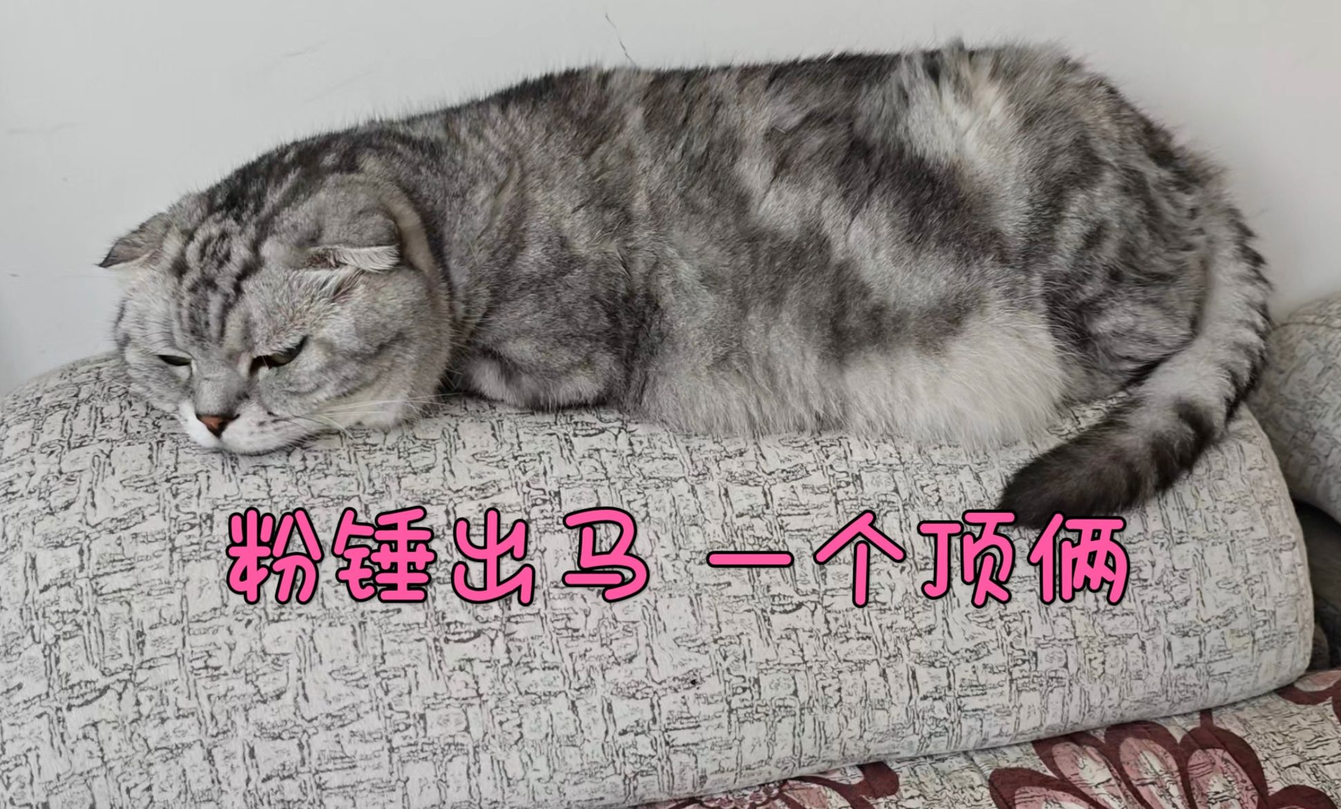 恶猫自有神器治哔哩哔哩bilibili