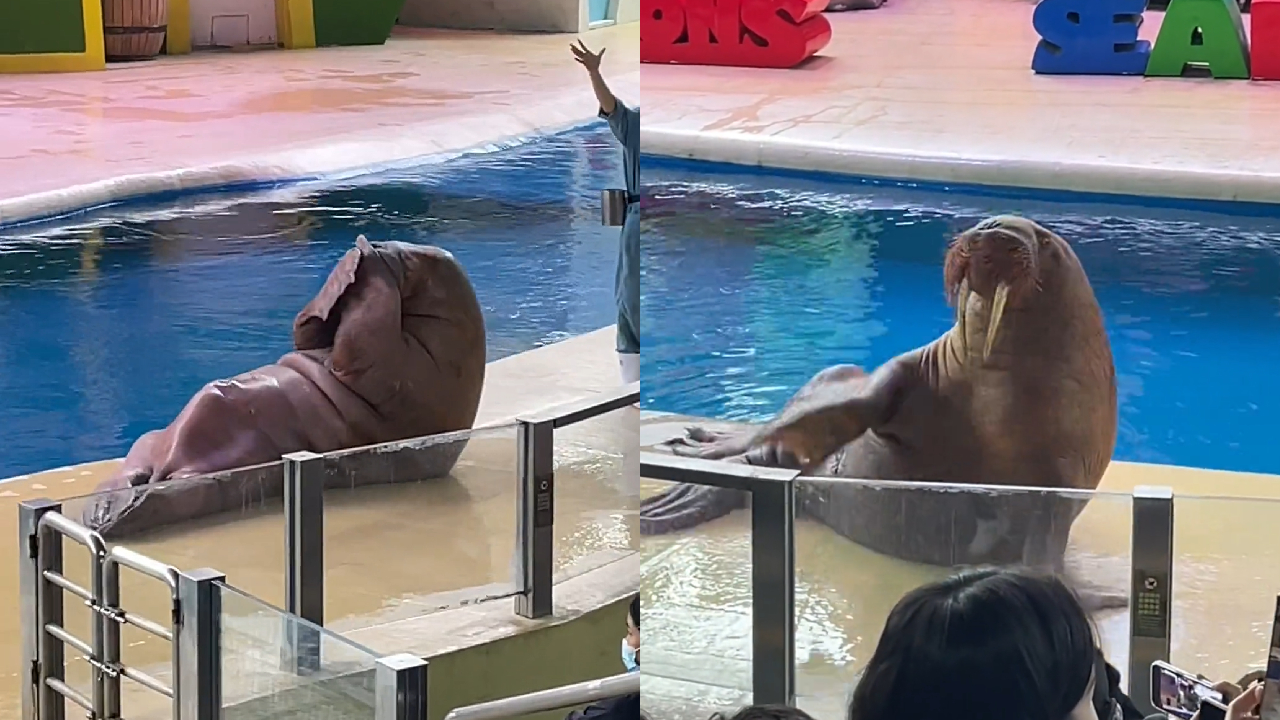 成精了!海象表演仰卧起坐姿势太标准,围观游客纷纷拍手叫好