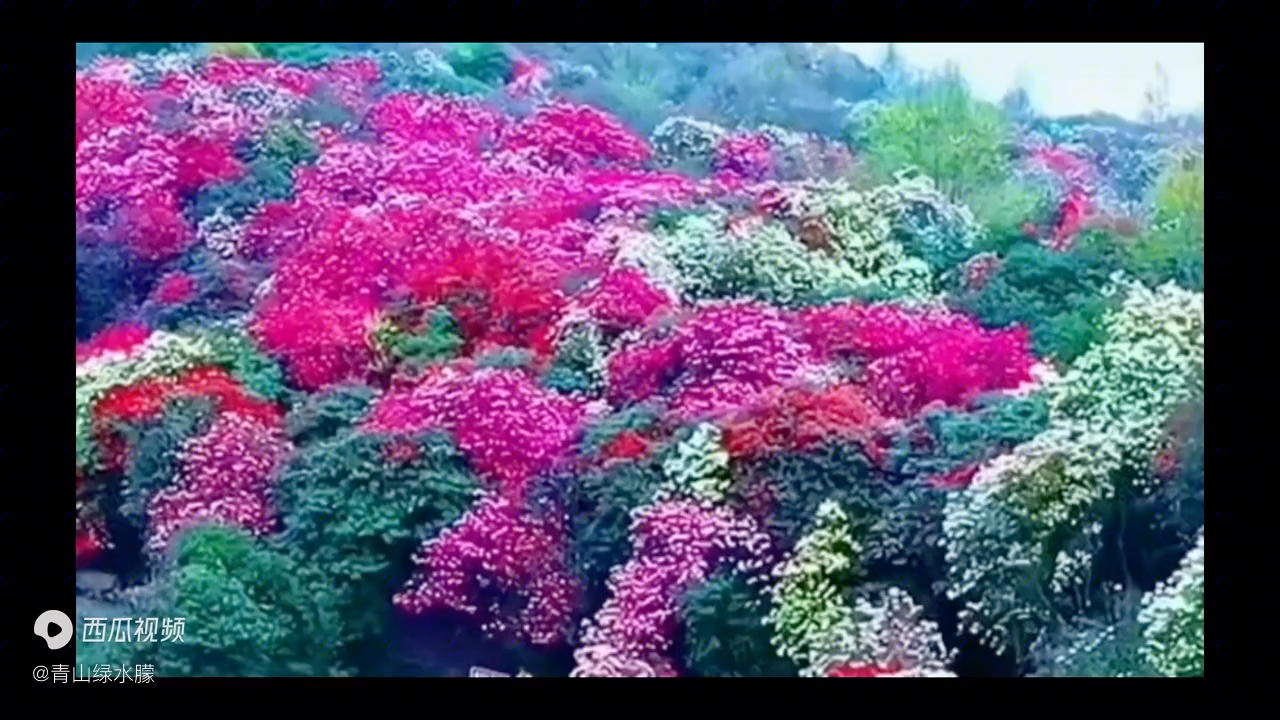 [图]漂亮的花#美丽的花#美丽的风景#漂亮的风景世界上最大的天然百里杜鹃花贵州毕节