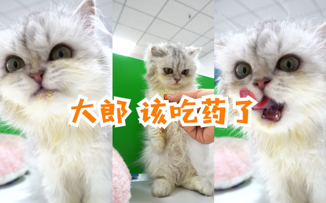 猫咪大郎该吃药了搞笑图片