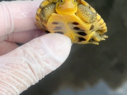 微笑脸乌龟——小青龟,纯种小青龟高品质小青龟无美颜无滤镜无科技