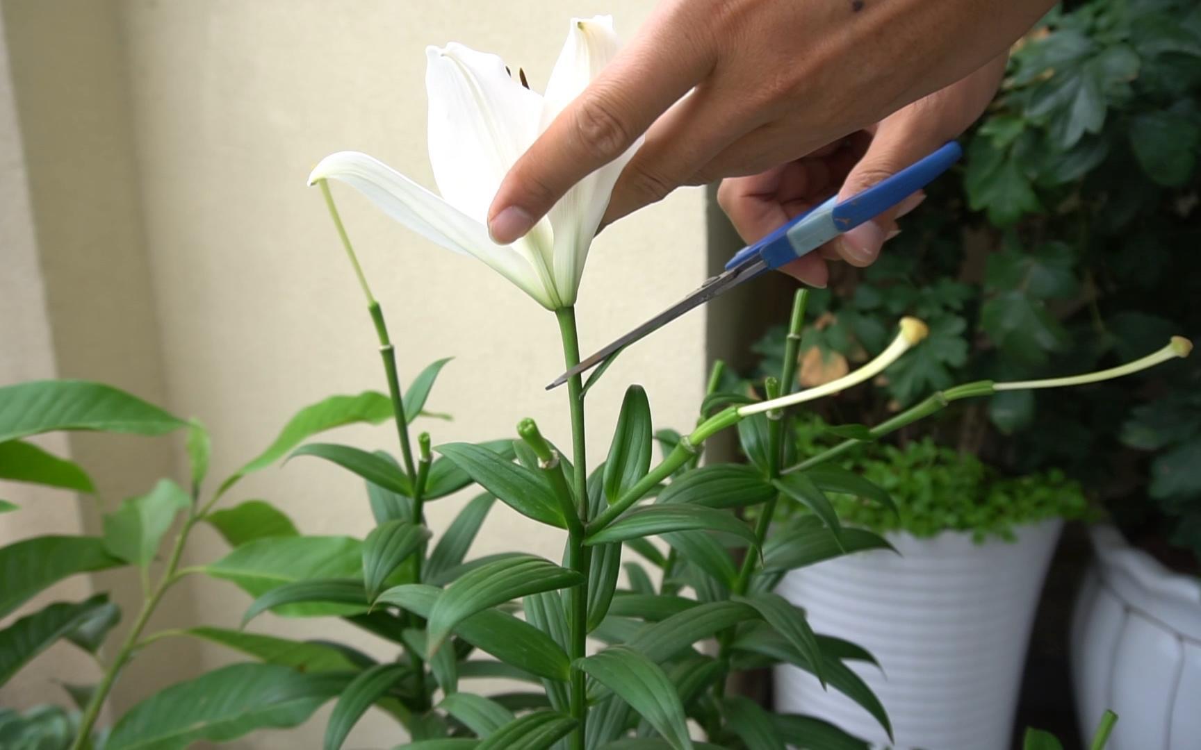 百合花谢了还会开花吗