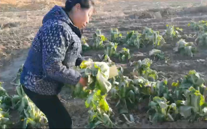 东北当地降温了,煤价上舍不得烧,窗户糊塑料布,白菜全都冻了哔哩哔哩bilibili