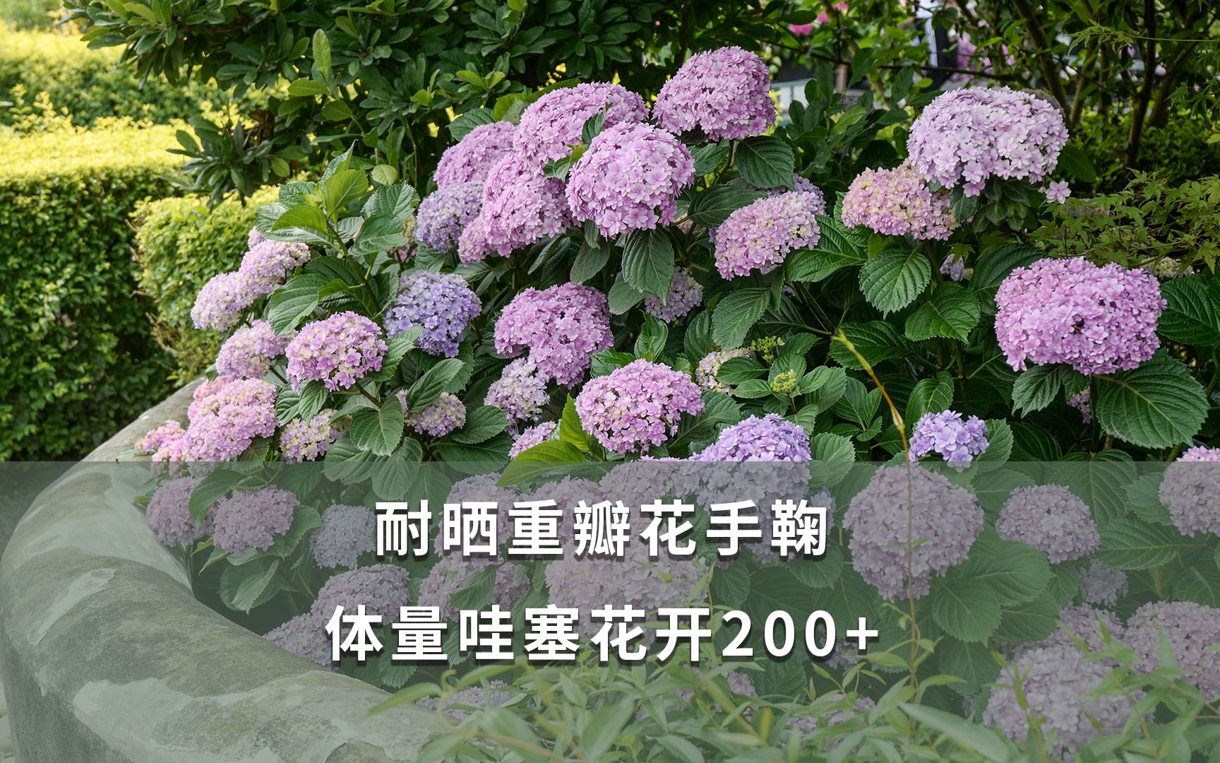 耐晒重瓣花手鞠,体量哇塞花开200+哔哩哔哩bilibili