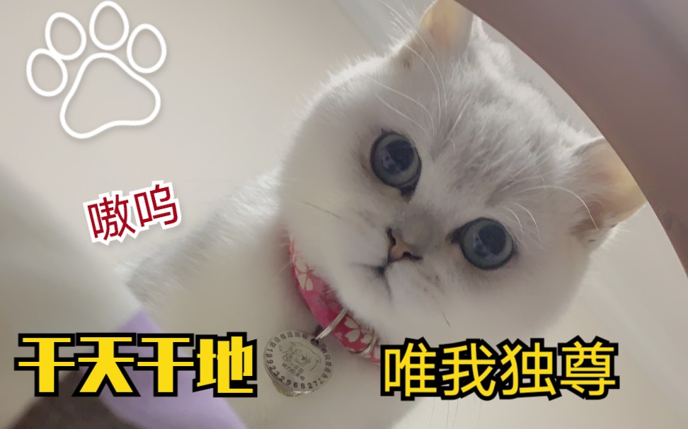 [图]【猫咪】这才是猛男该养的神兽