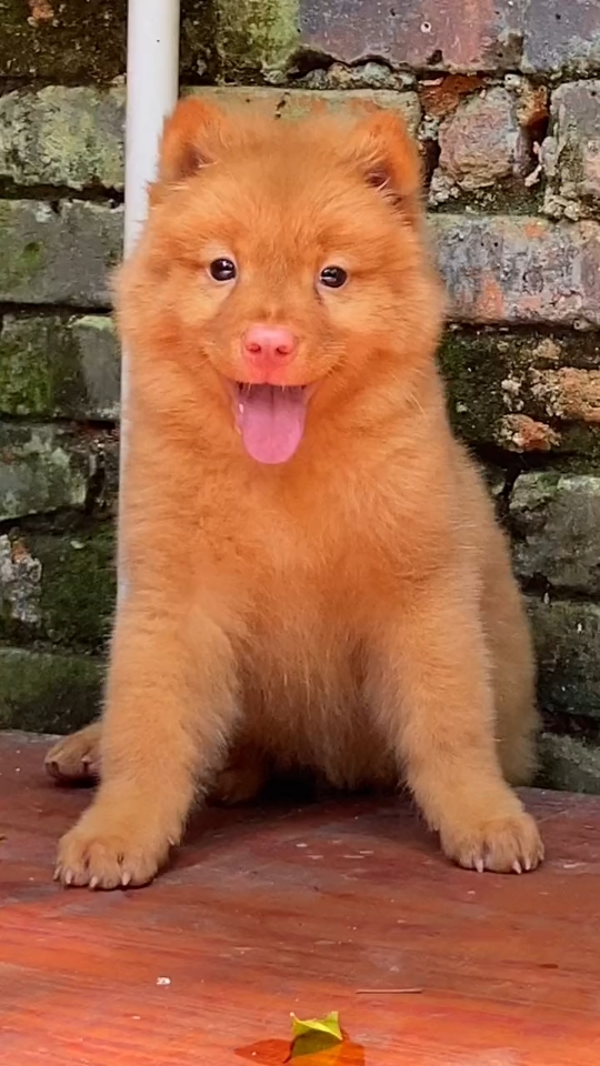 亮晶晶的眼睛好可爱,五红犬