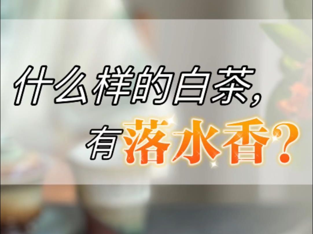 什么是白茶的落水香?什么样的白茶有落水香?这里有完整的描述!哔哩哔哩bilibili