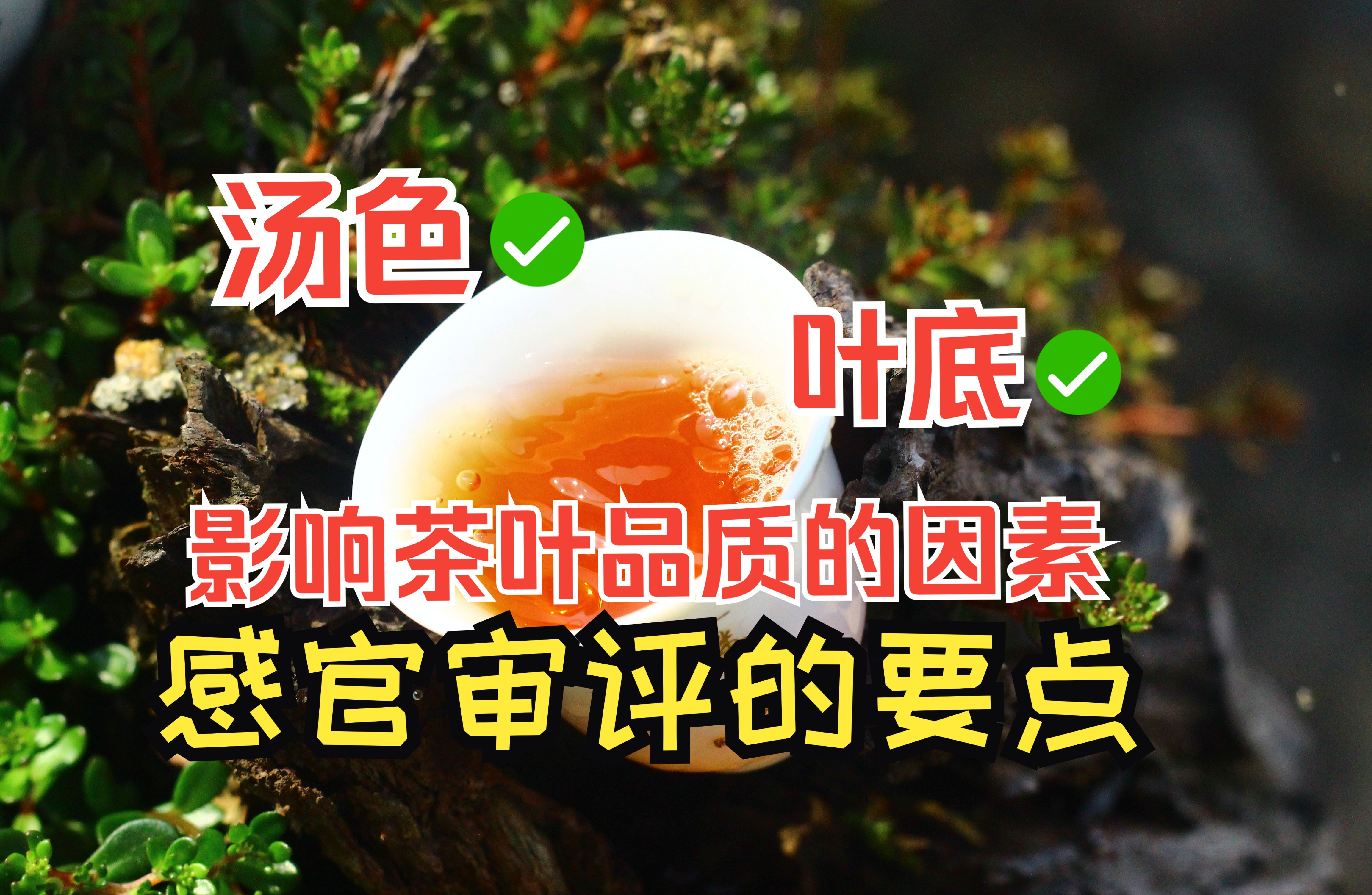 茶叶审评最全手册(下):还有哪些因素会影响茶叶的品质?汤色和叶底占几分?哔哩哔哩bilibili