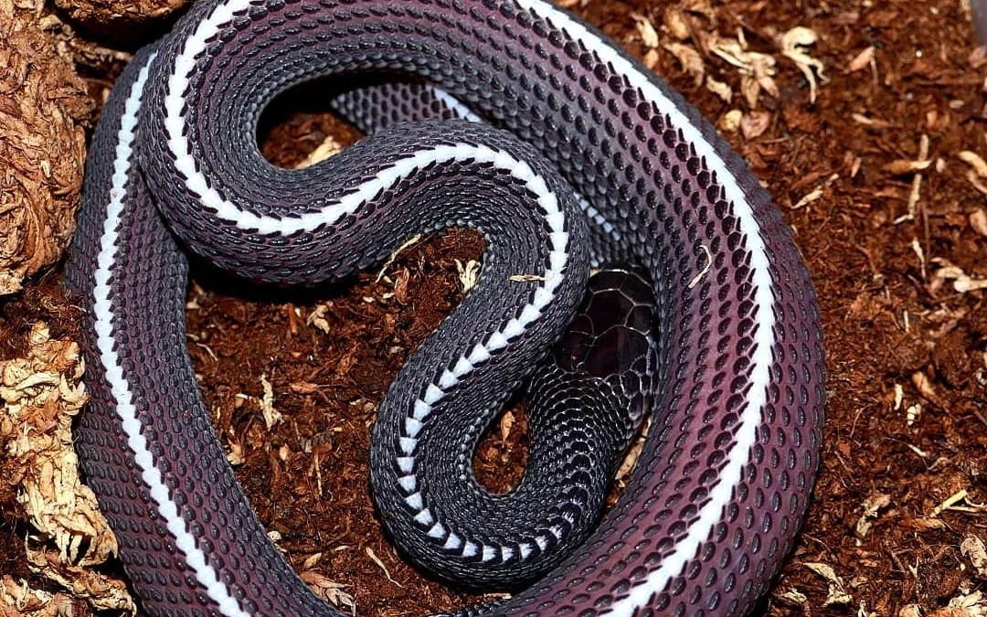 加州直线王蛇图片