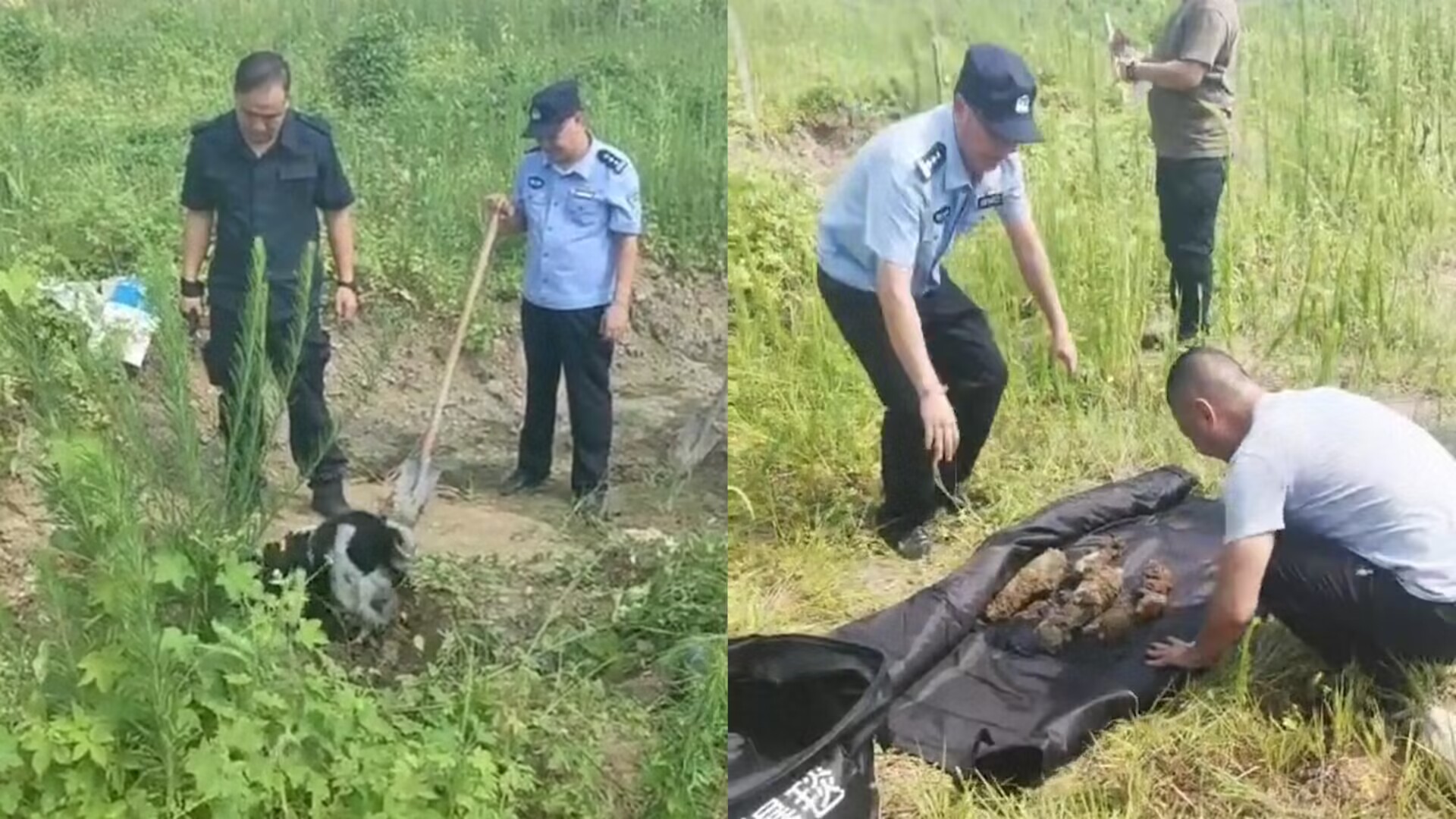 超厉害!搜爆犬在工地进行搜爆工作,高温天共帮民警搜出10枚炮弹哔哩哔哩bilibili