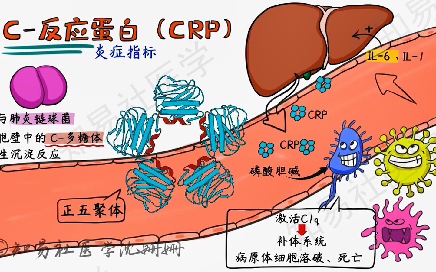 医学带背 2分钟速记 诊断学考点 C反应蛋白CRP哔哩哔哩bilibili