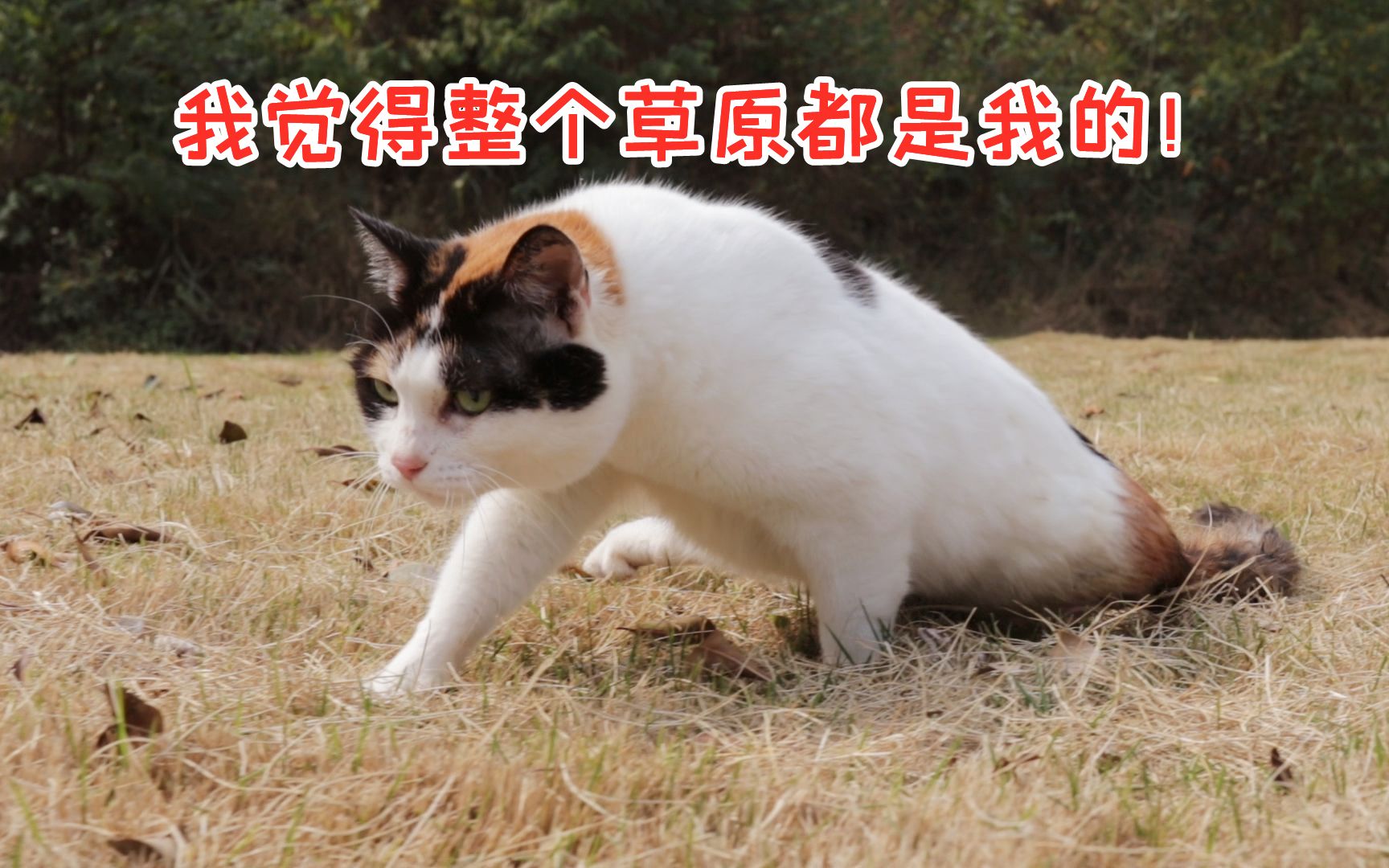 宅猫终于出门啦!铲屎官带猫出门享受冬天阳光!哔哩哔哩bilibili