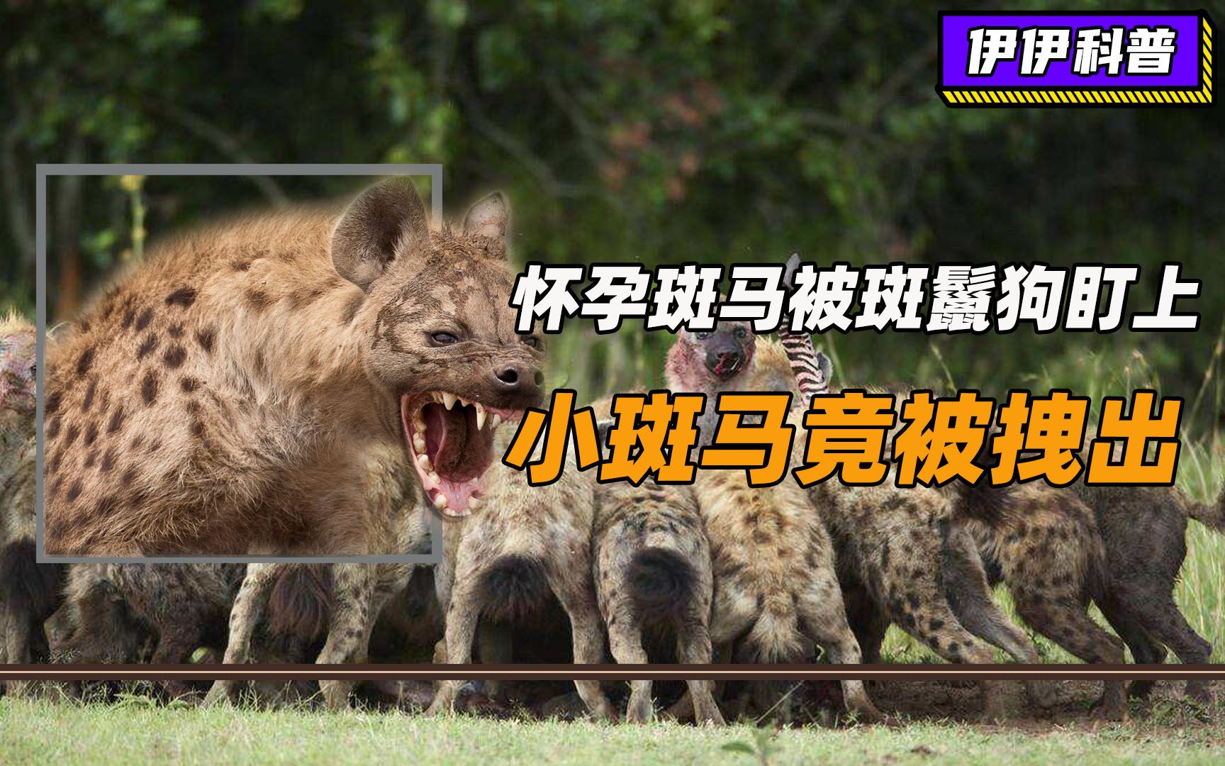 怀孕斑马被斑鬣狗盯上即将分娩也难逃掏肛之苦小斑马竟被拽出