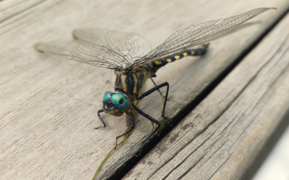 活动  缘斑顶槽伪蜻/缘斑毛伪蜻epitheca marginata的振翅加热