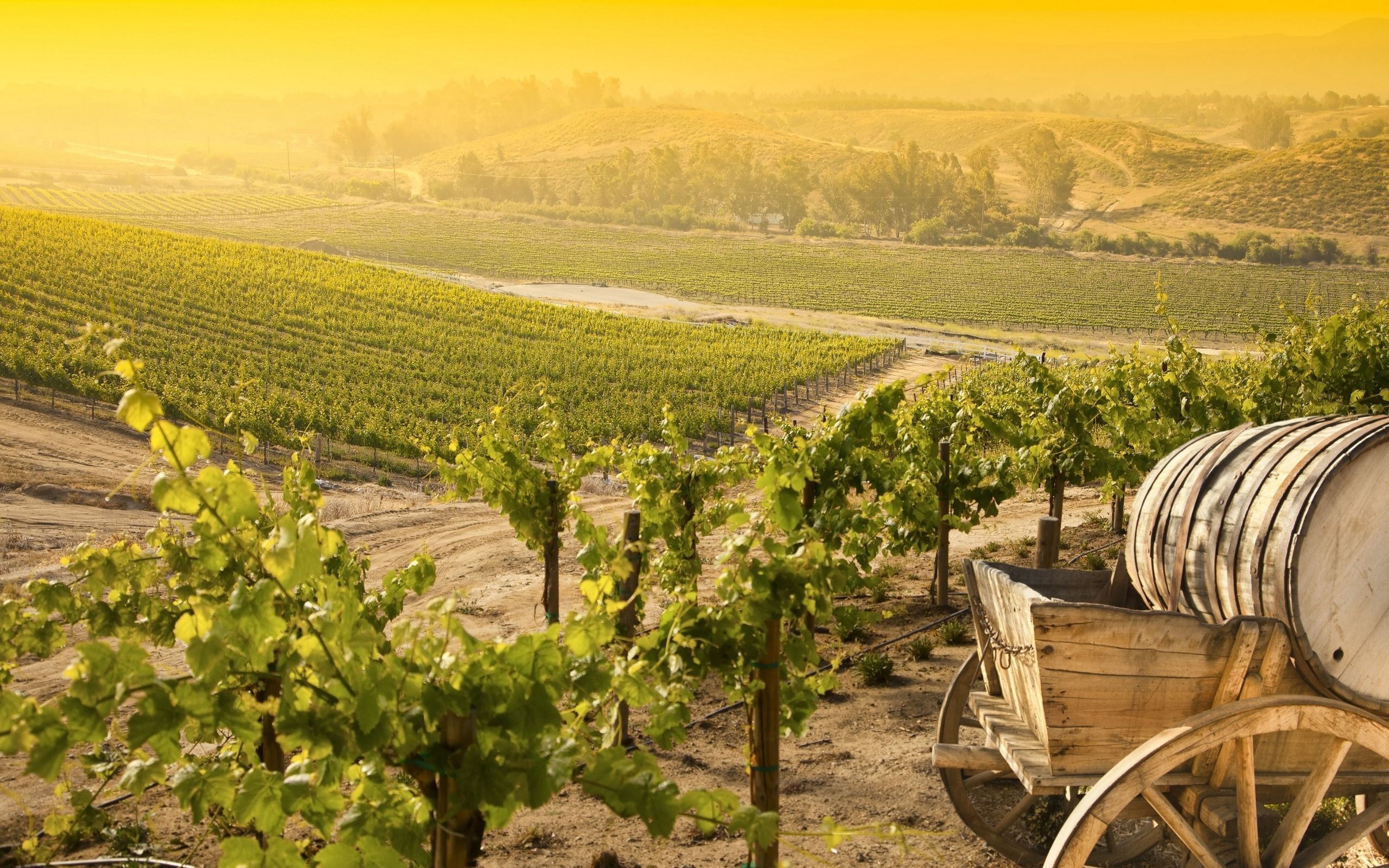 意大利:葡萄庄园机械化种植,收获方式都是一流科技