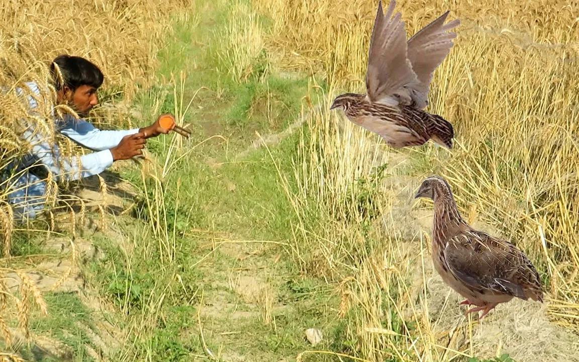 【猛禽】05诱捕鸟类的惊人方法 ||鹌鹑陷阱, 鹌鹑狩猎 每股数:29