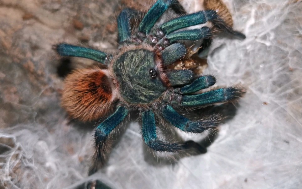 【宠物蜘蛛每日更】蓝玫瑰终将绽放_哔哩哔哩 (゜-゜)つロ 干杯