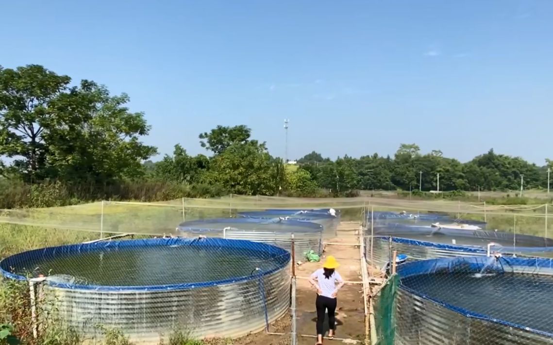 一个大"桶"养鱼产量达10000斤,一个人能养100亩,没池塘都能养!