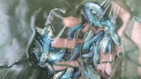 鱼池的脏东西太多了 斗鱼差点得腹水病 明天又要给池子换水下 哔哩哔哩 Bilibili