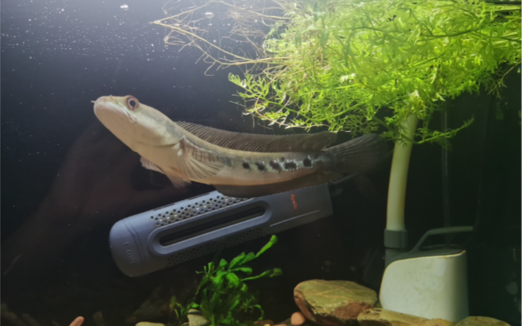 黄魔神雷龙鱼的成长过程.