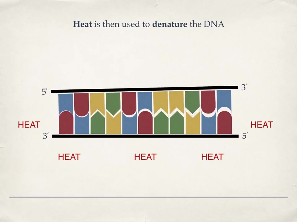 桑格测序的原理(The Sanger Method of DNA Sequencing)哔哩哔哩bilibili