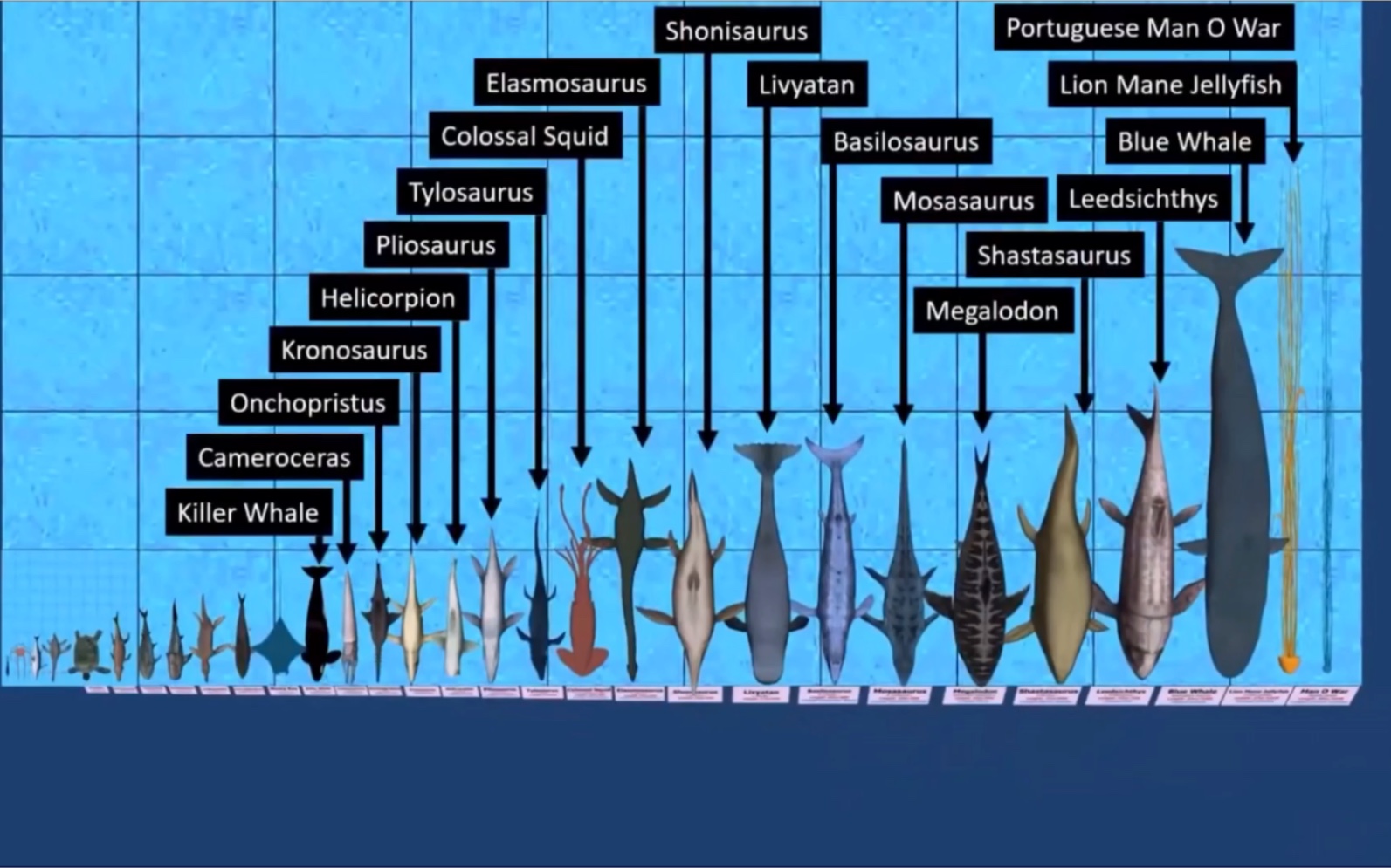 「中文翻译」海洋生物体型对比
