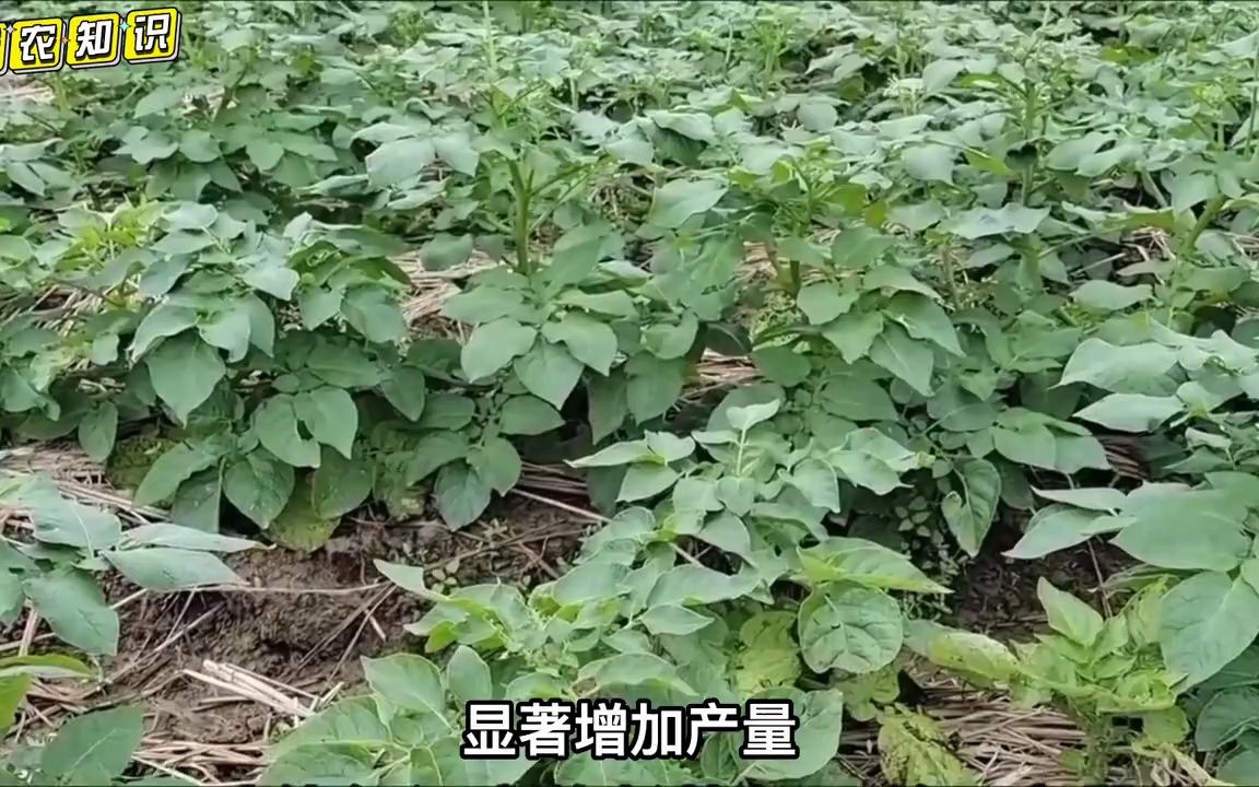 老菜农种植马铃薯常用5个土办法,年年获高产,简单又特别实用哔哩哔哩bilibili