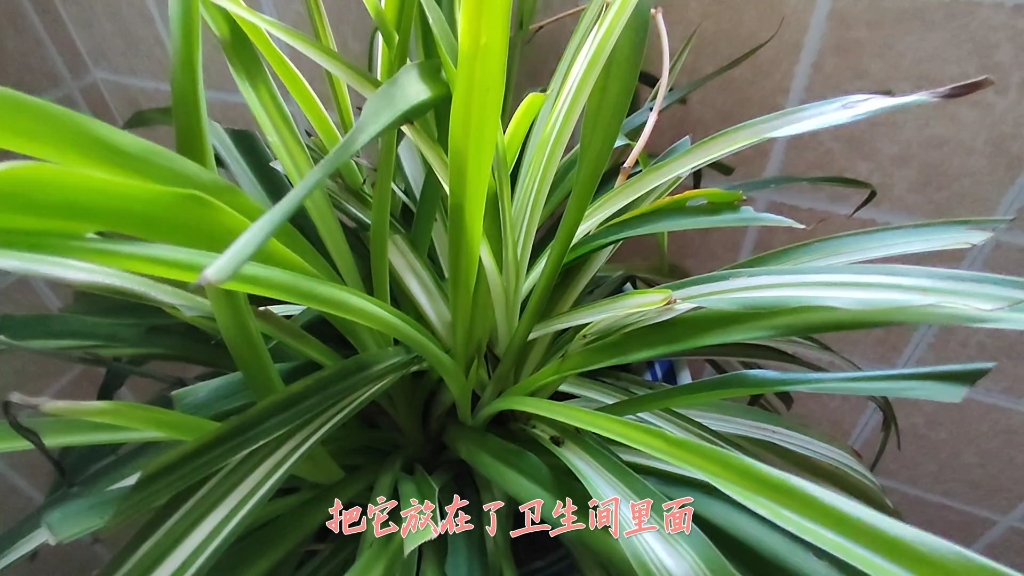 净化空气的植物哔哩哔哩bilibili