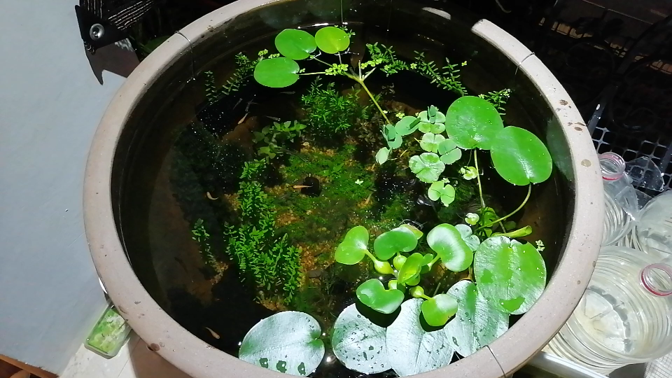 红鼻枪虾你见过吗 阳台青鳉樱花虾秀丽白虾水草生态小池塘哔哩哔哩bilibili