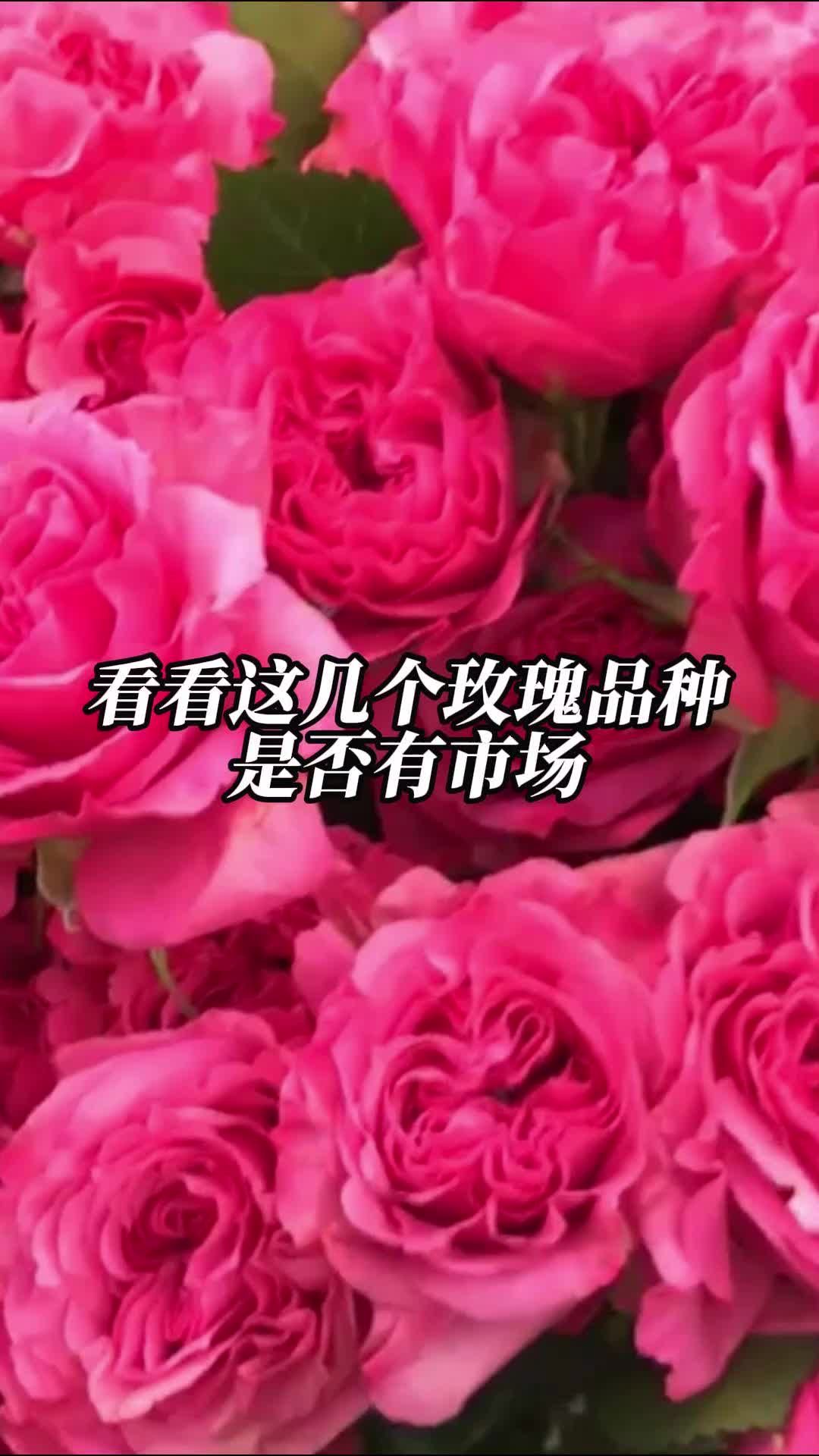 看看这几个玫瑰品种是否有市场哔哩哔哩bilibili