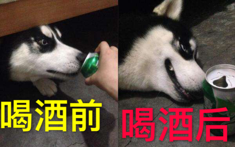 喝酒后的动物贼帅【全程爆笑】