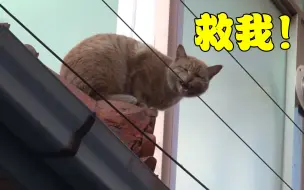 Download Video: 橘猫被困房顶1个月，底下野猫对它虎视眈眈，幸亏遇上好心小姐姐